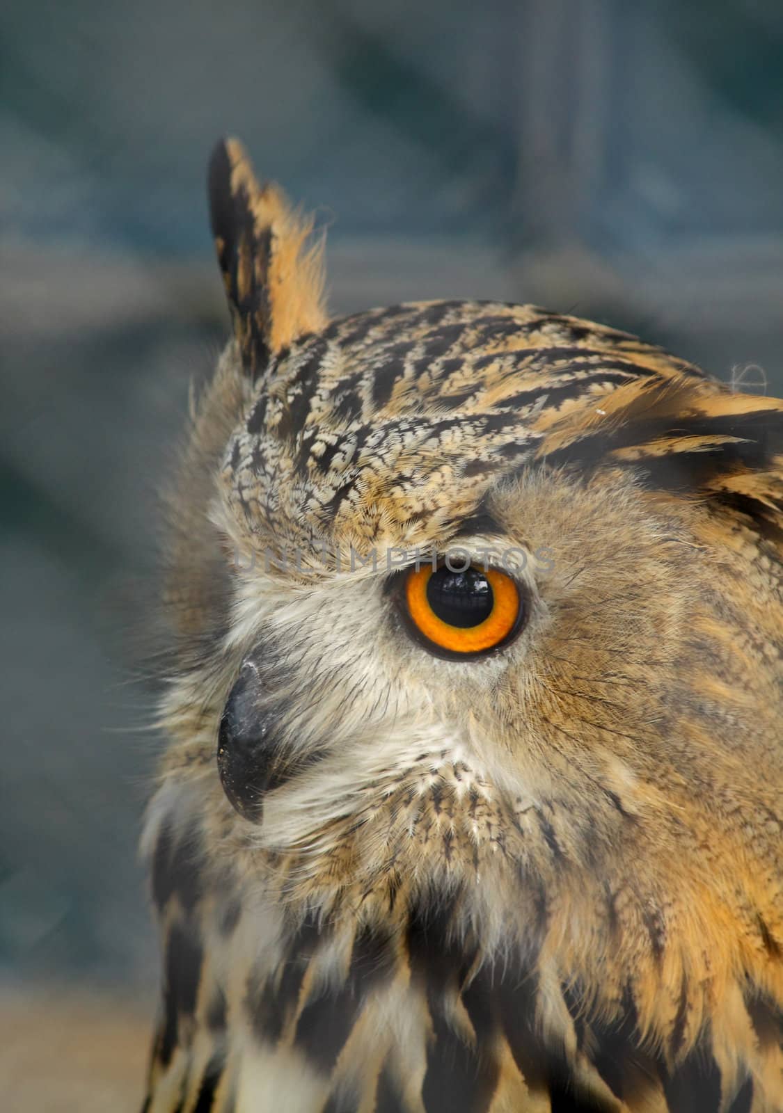 Close up of the owl's head.