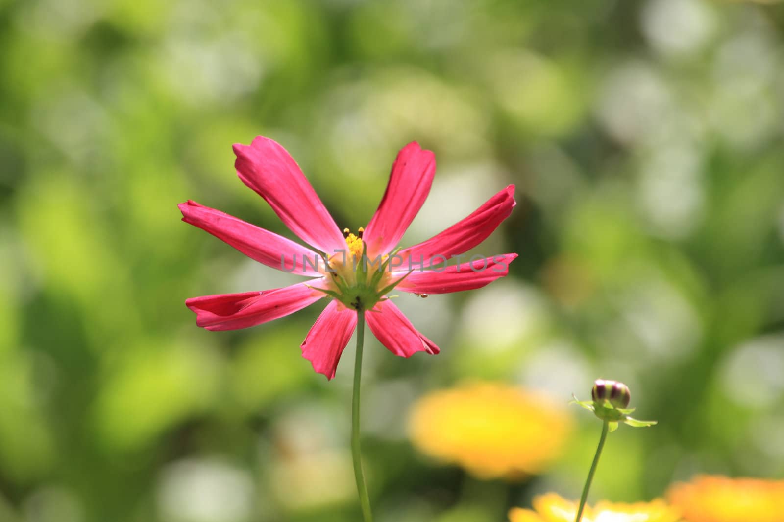 Close up of the other side of cosmos flower.