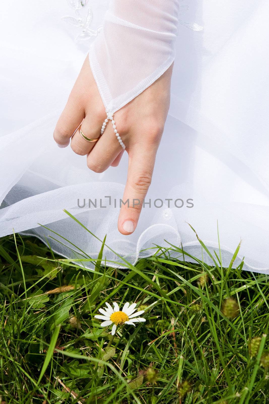 The bride shows on a white camomile