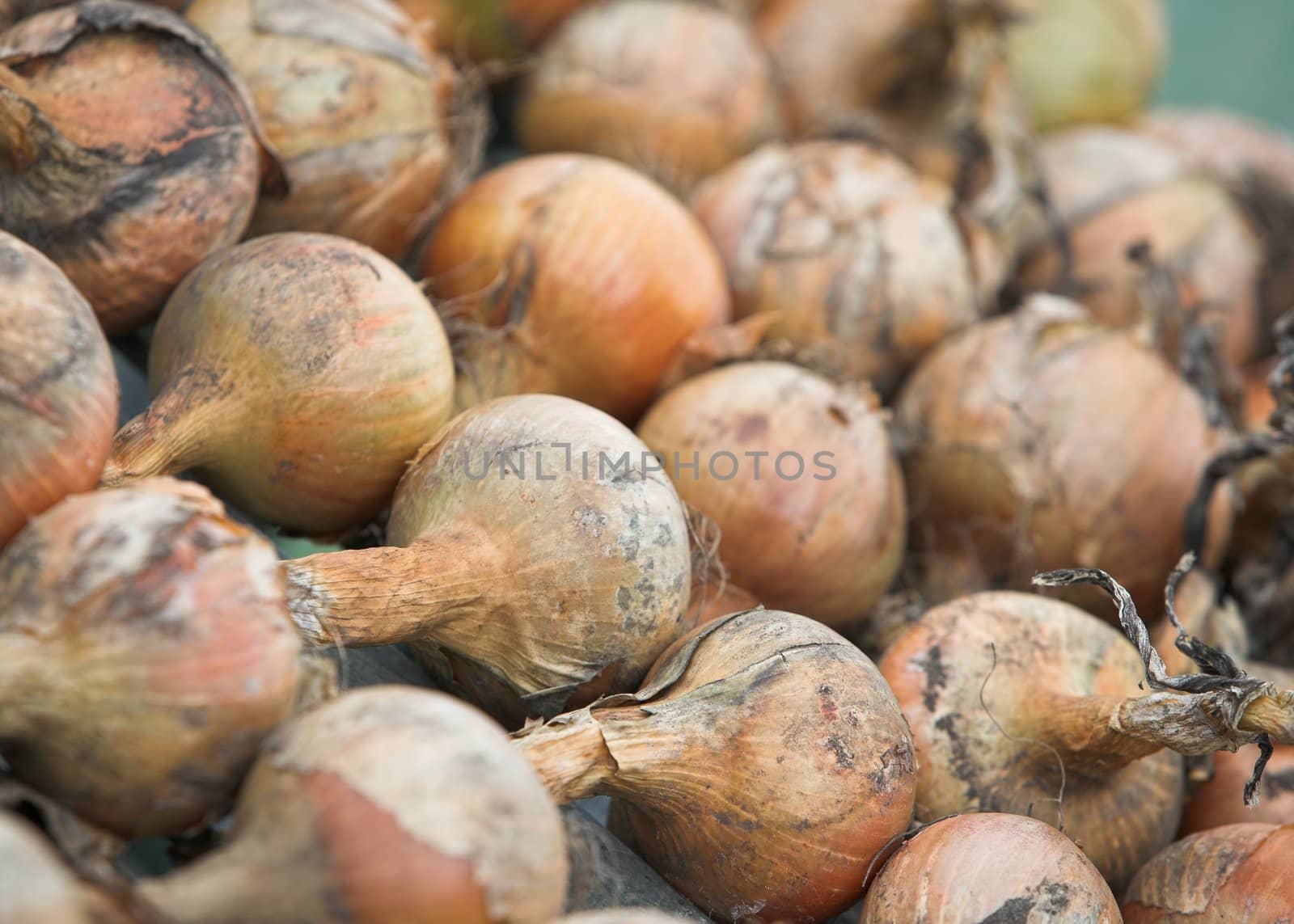 A crop on onions drying in a greenhouse.