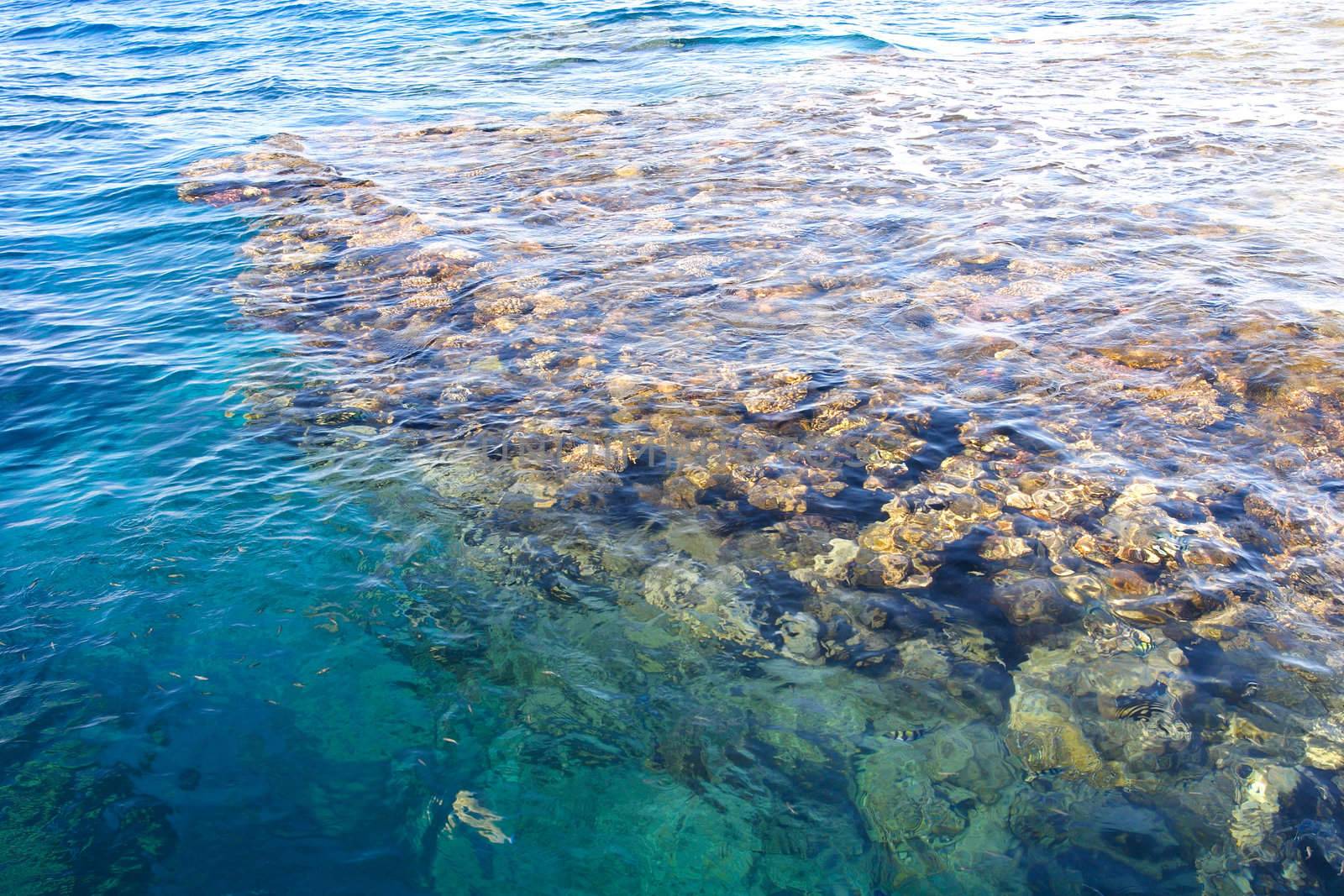 wall of corals in Red Sea