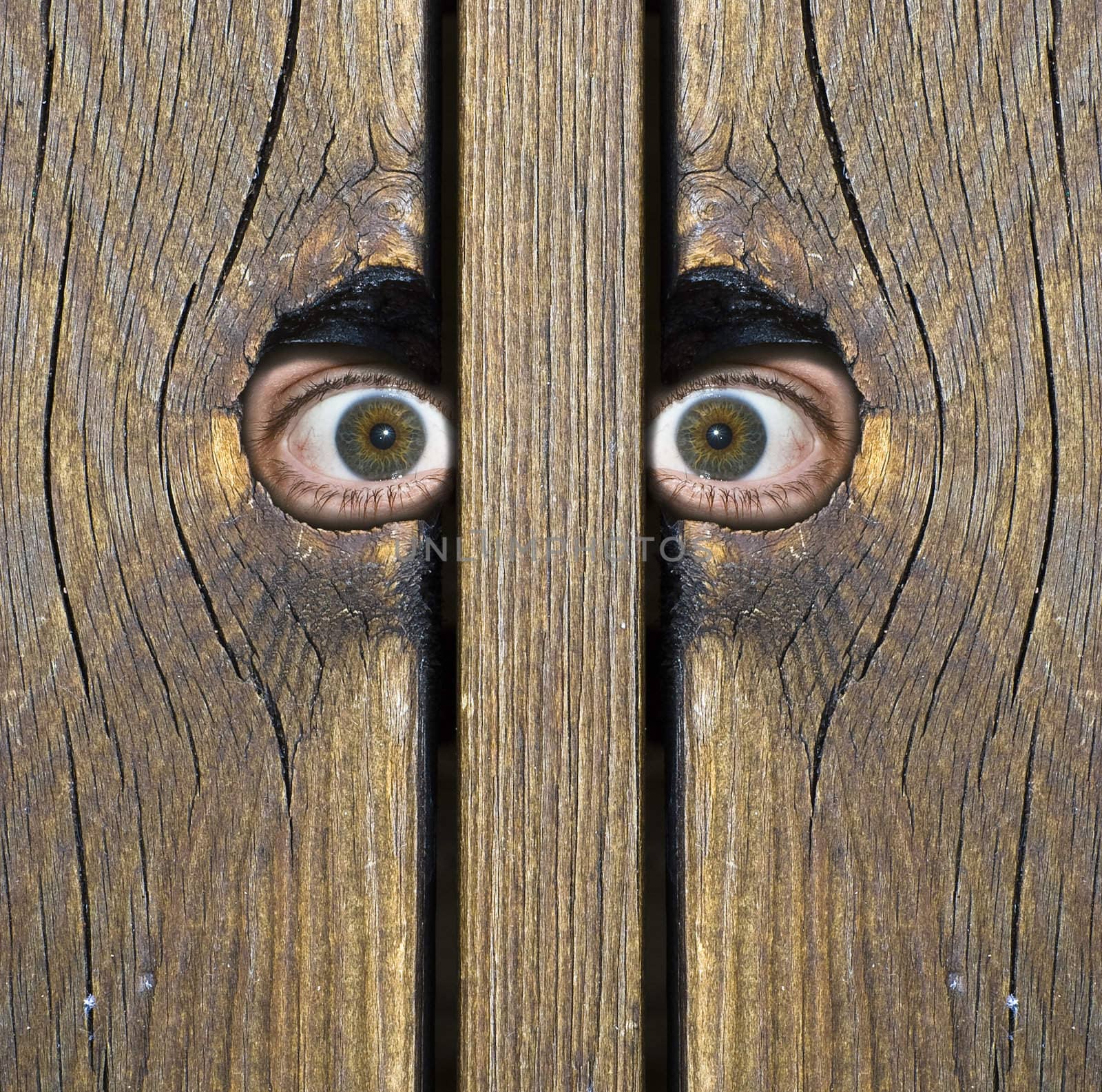 Two intense eyes peeking through hole in fence!