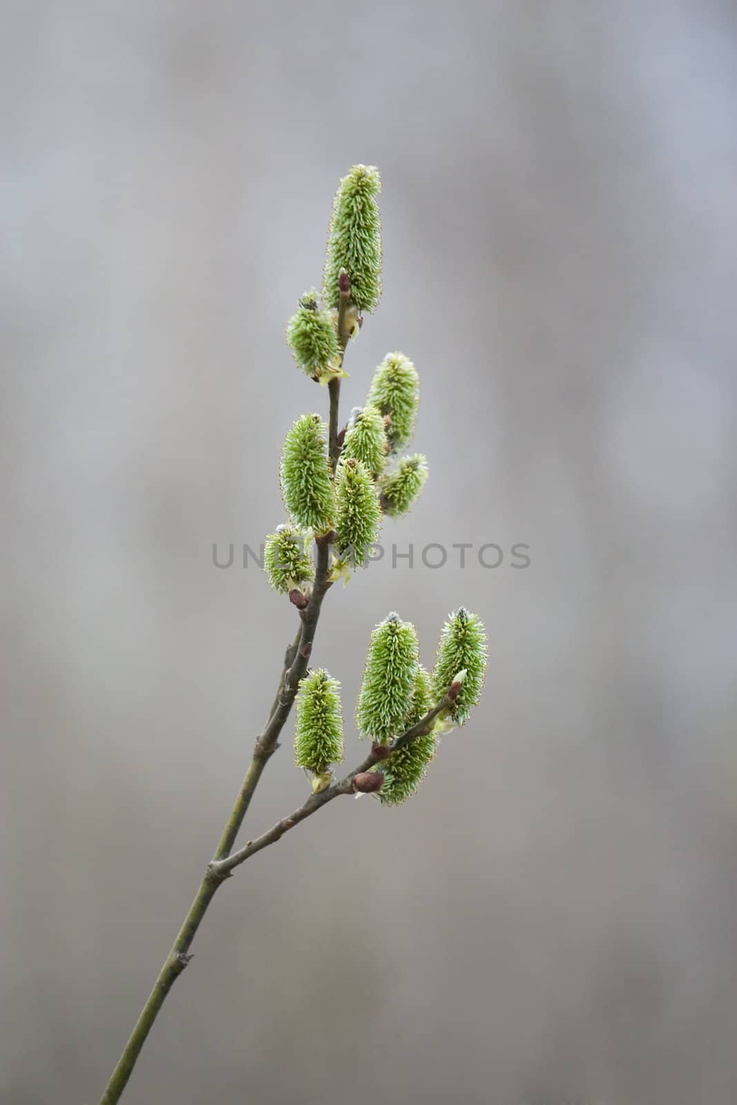 Blossoming branch of a willows close up