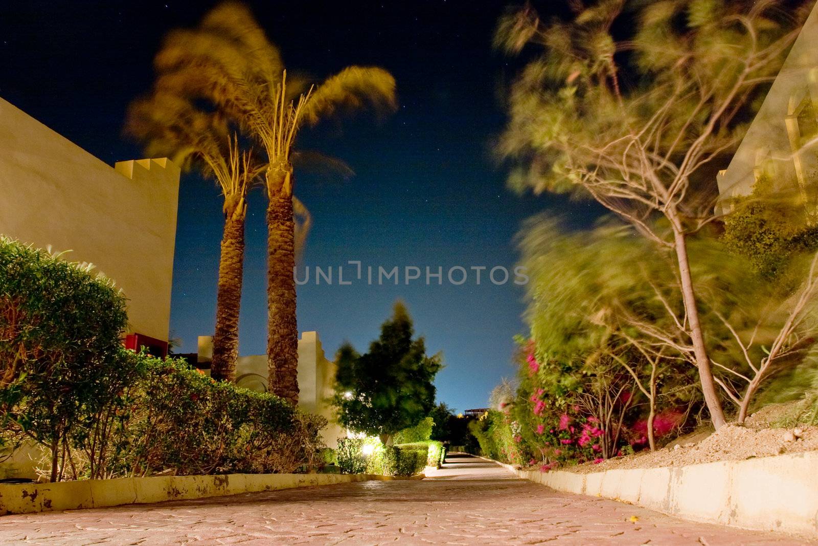 Night southern landscape with trees and a stone blocks
