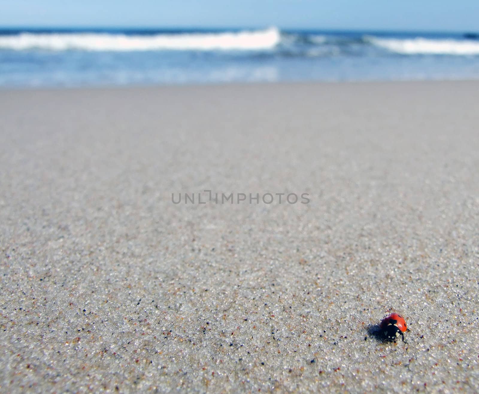Ladybird on the beach.Baltic sea.
