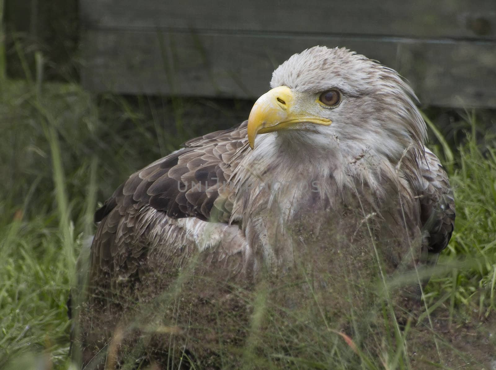 Portrait of a big eagle.