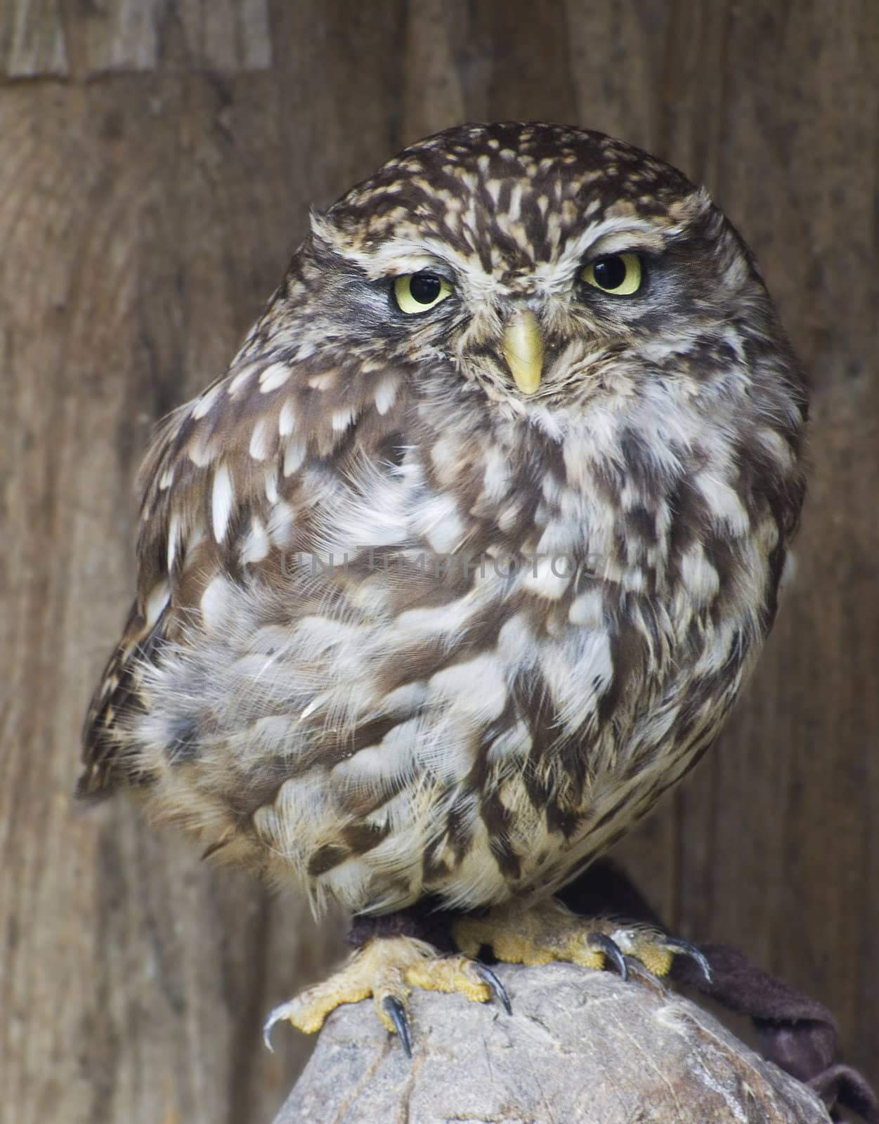 Little owl - Athene noctua, Poland.