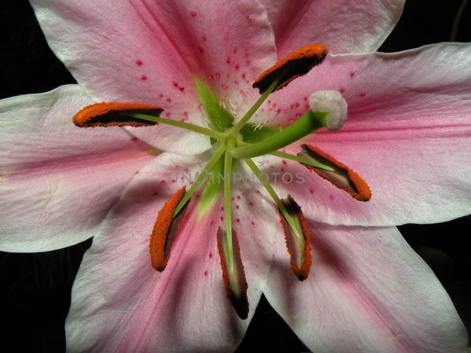 a light pink colored lily close up.