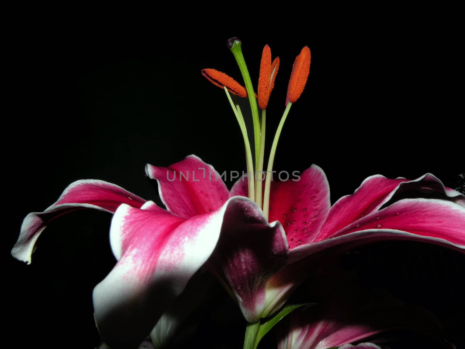 a hot pink colored lily facing up