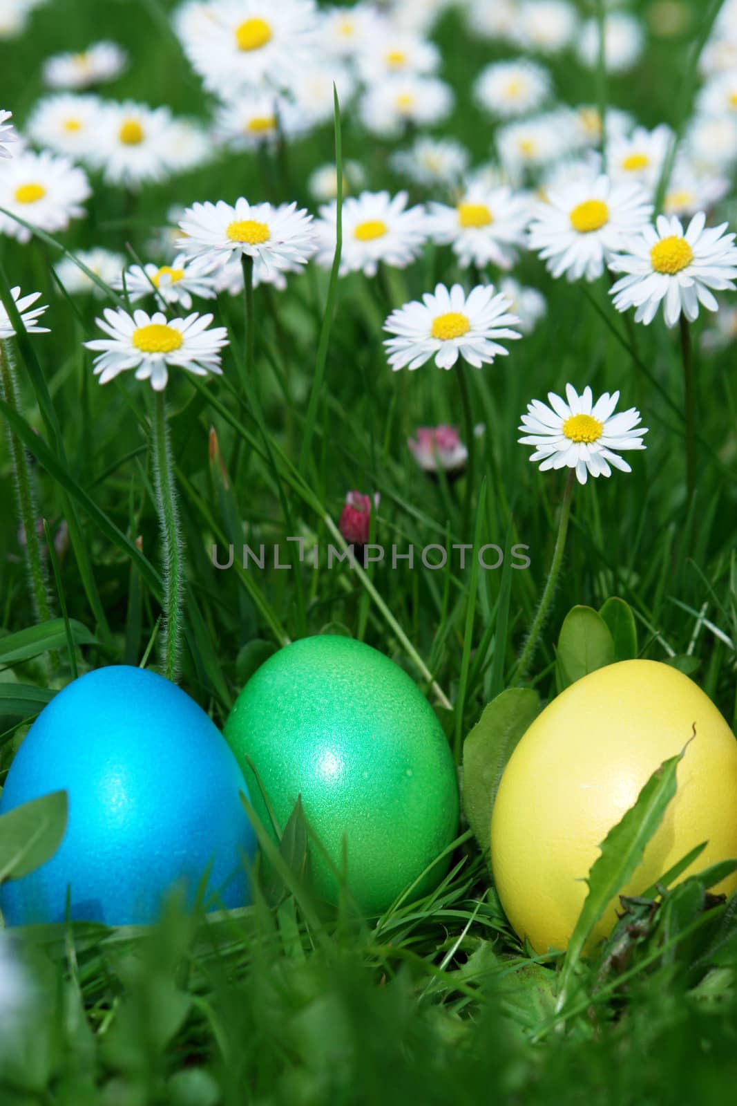 colorful Easter egg in the fresh  spring meadow