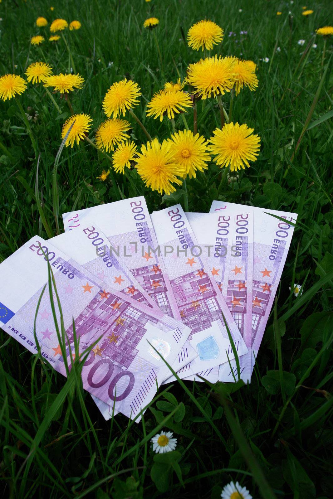 big bank notes euros in the meadow