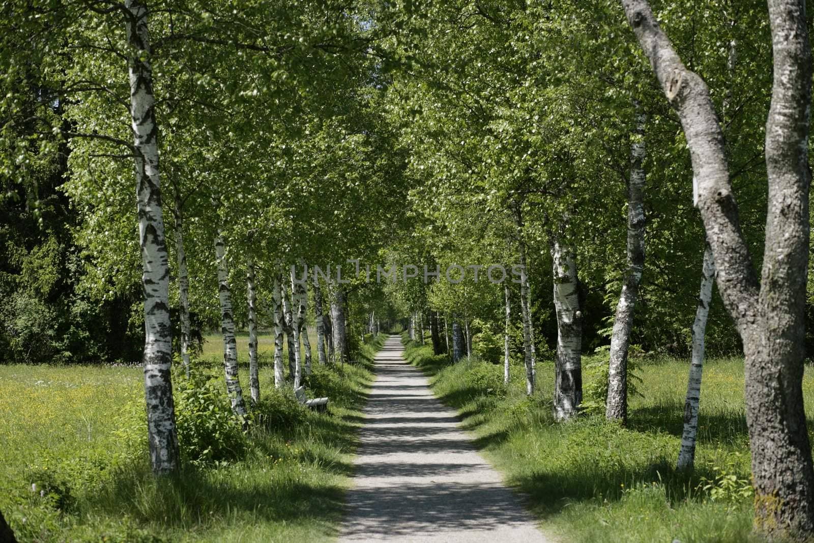 Picture of a wooden path outside in summer