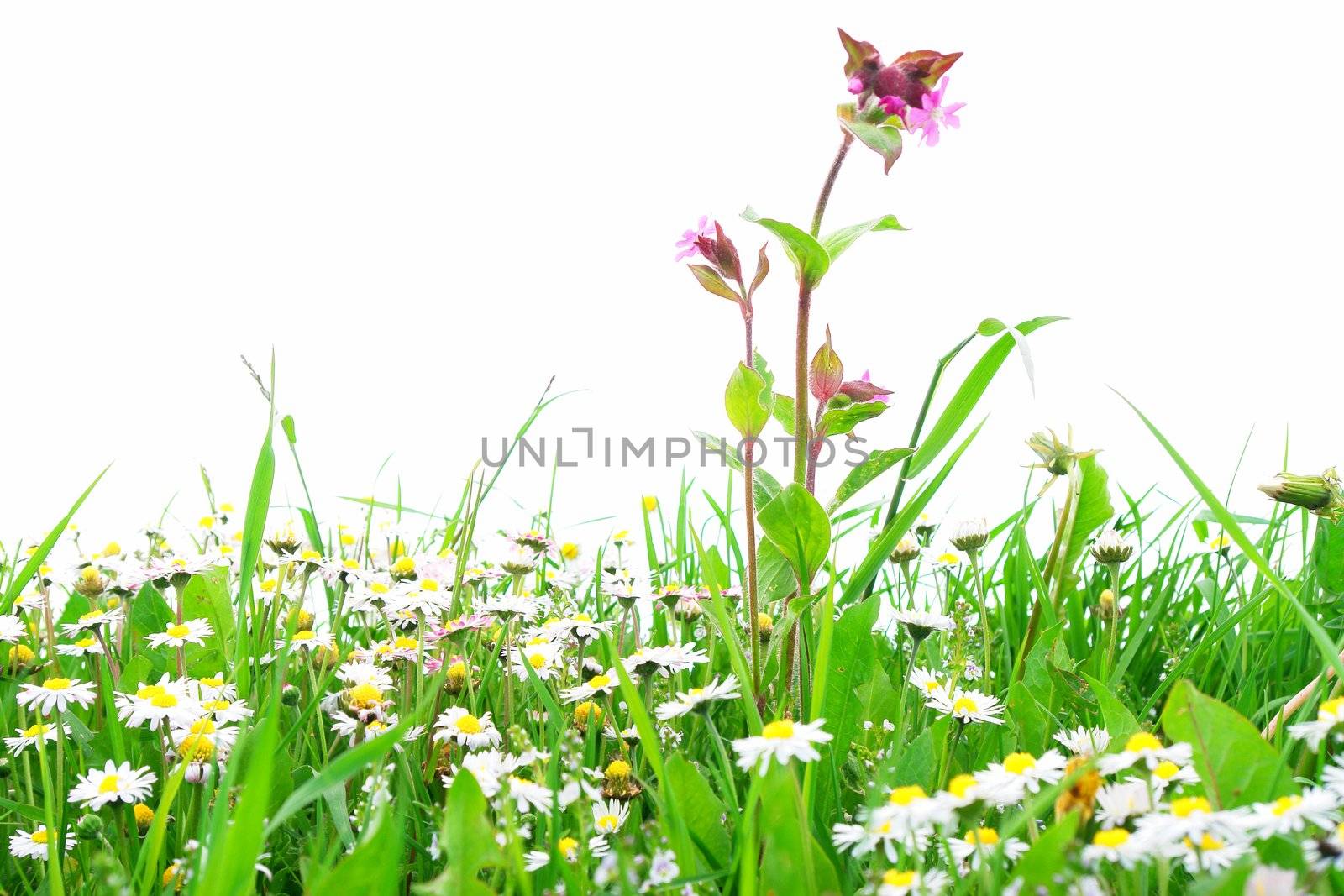 Flowers on a field against an isolated background