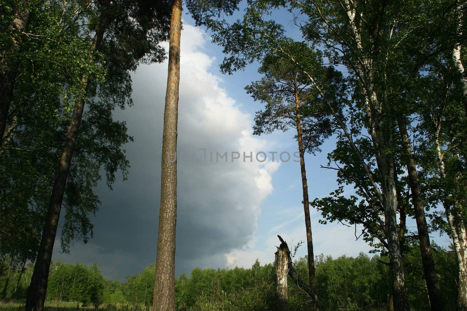 Bad weather front for pulling over a forest area