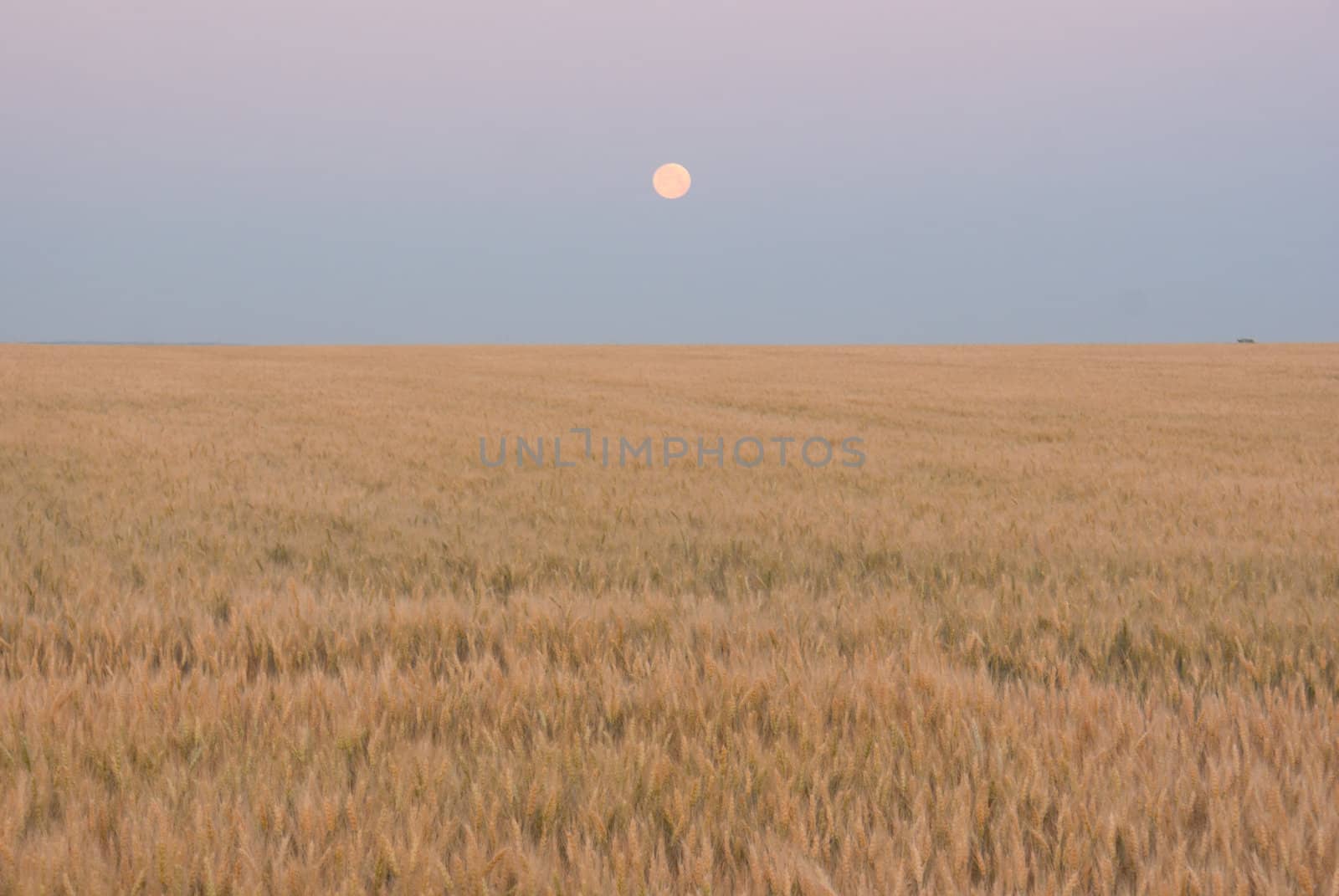 Wheat field against blue twilight sky