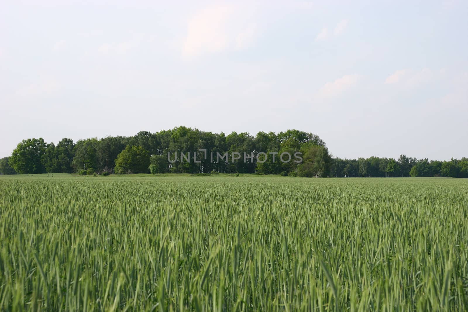 Corn field with one forest island