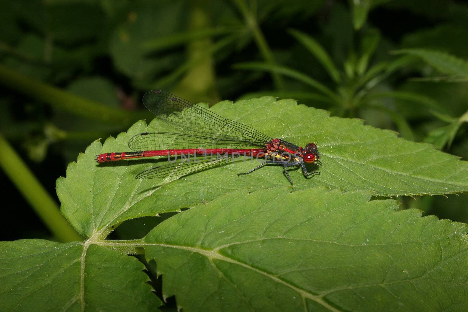 Large Red Damselfly (Pyrrhosoma nymphula) by tdietrich