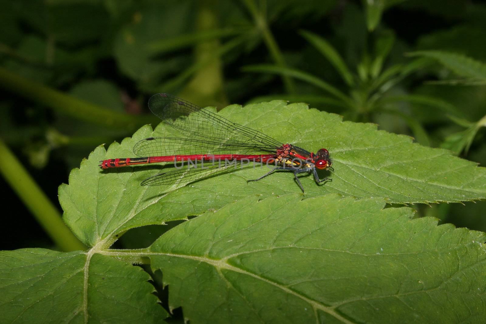 Large Red Damselfly (Pyrrhosoma nymphula) on a leaf