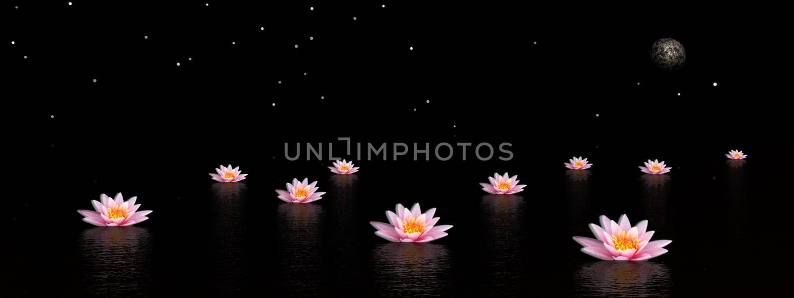 Several pink lily flowers in the water by night with moon and stars