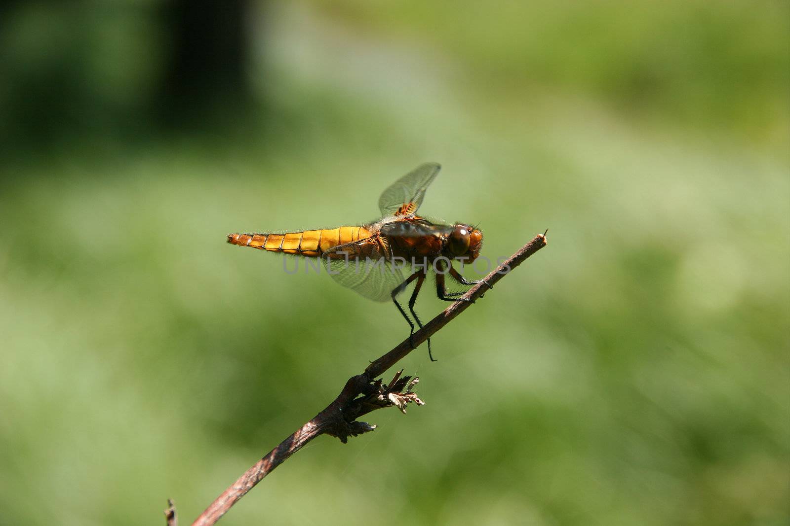 Broad-bodied Chaser (Libellula depressa) on a branch
