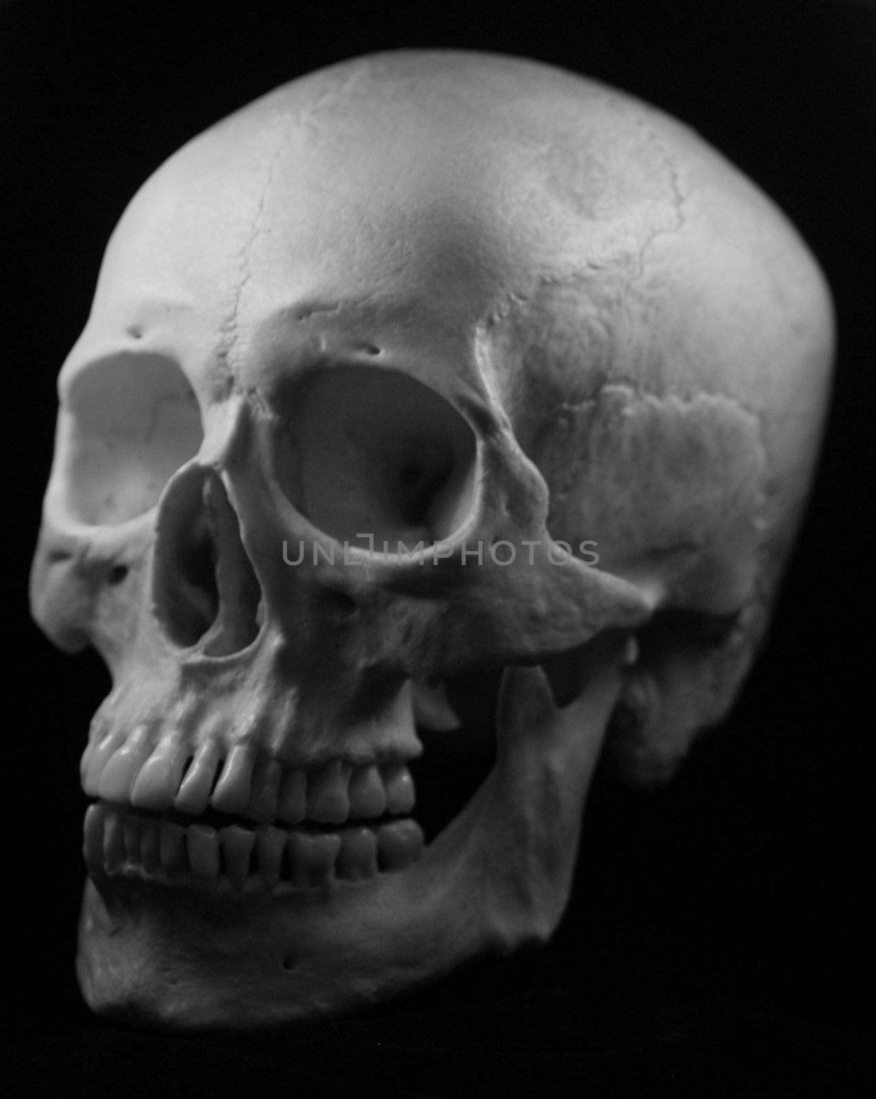 Human skull - bone head dead teeth spooky scary pirate isolated evil