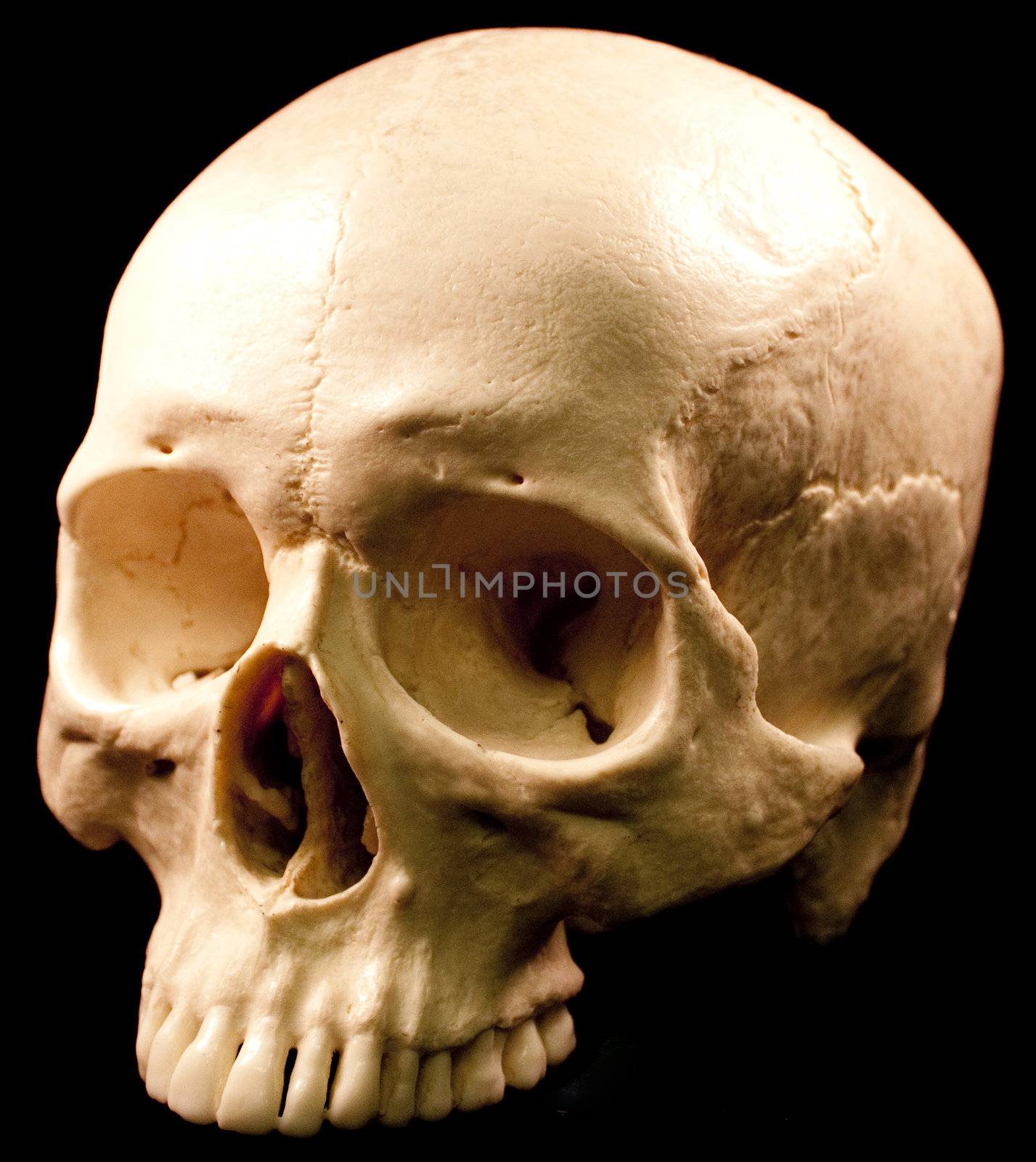 Human skull - bone head dead teeth spooky scary pirate isolated evil