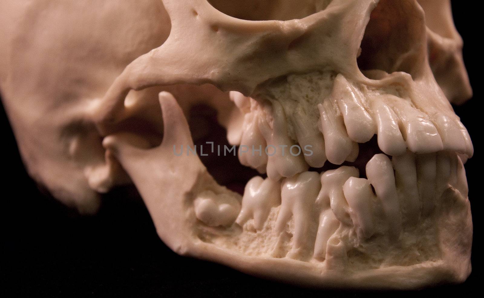 Human skull - bone head dead teeth spooky scary pirate isolated evil