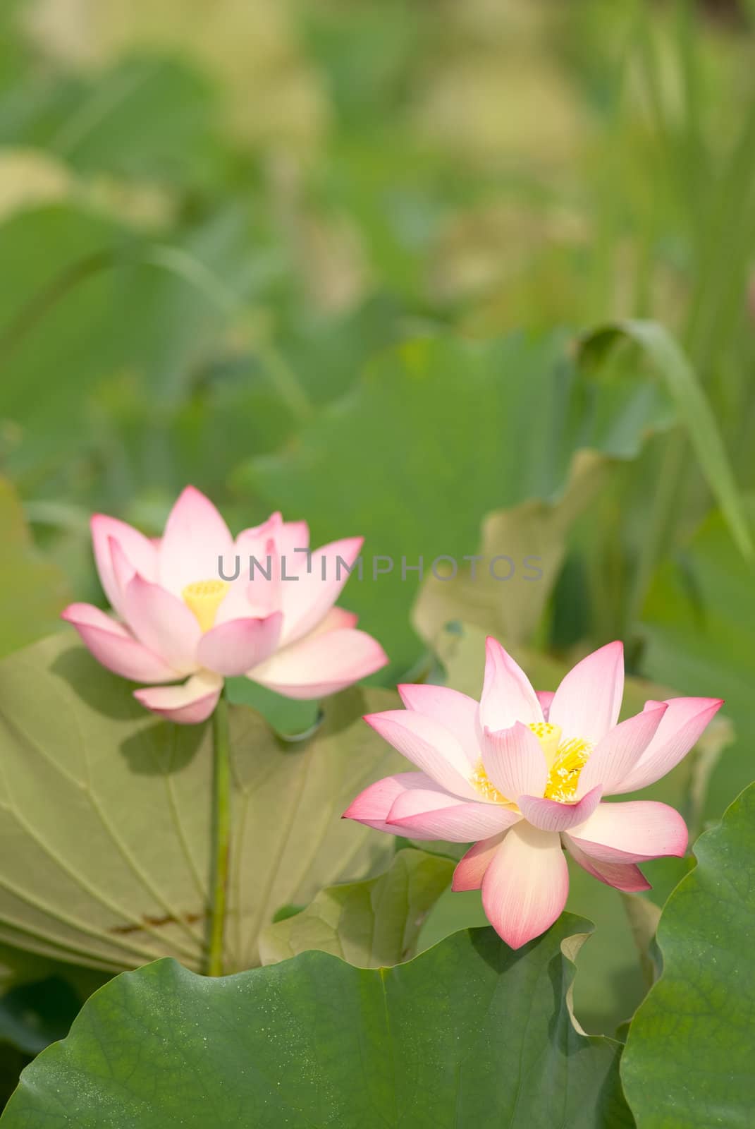 Two lotus flowers in farm in outdoor.
