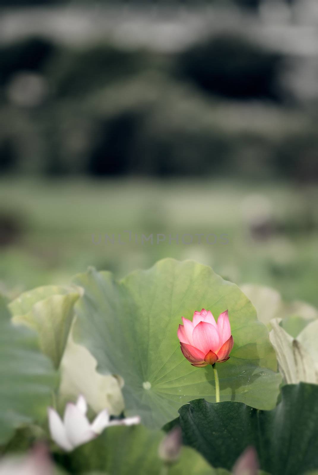 Landscape of red lotus flower in green field in outdoor.