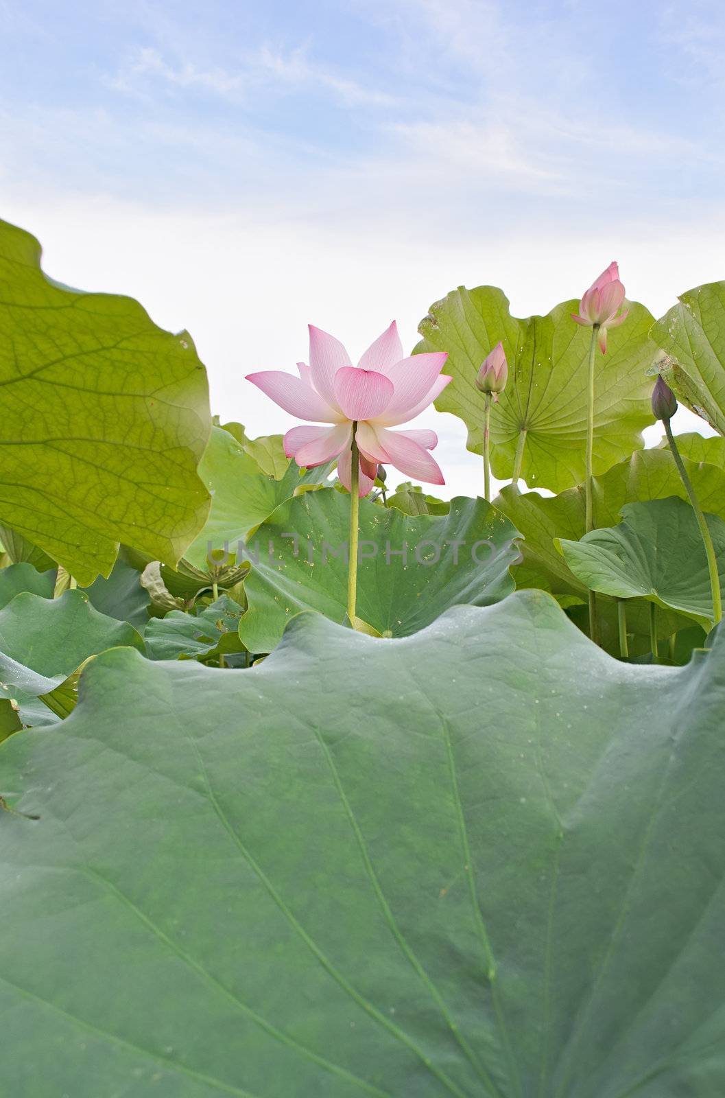 Landscape of red lotus flower in green field in outdoor.