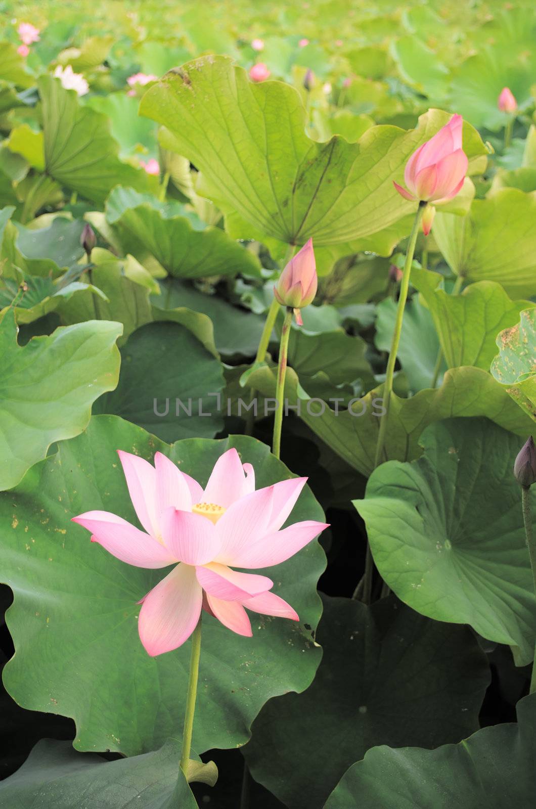 Landscape of red lotus flower in green field in outdoor.