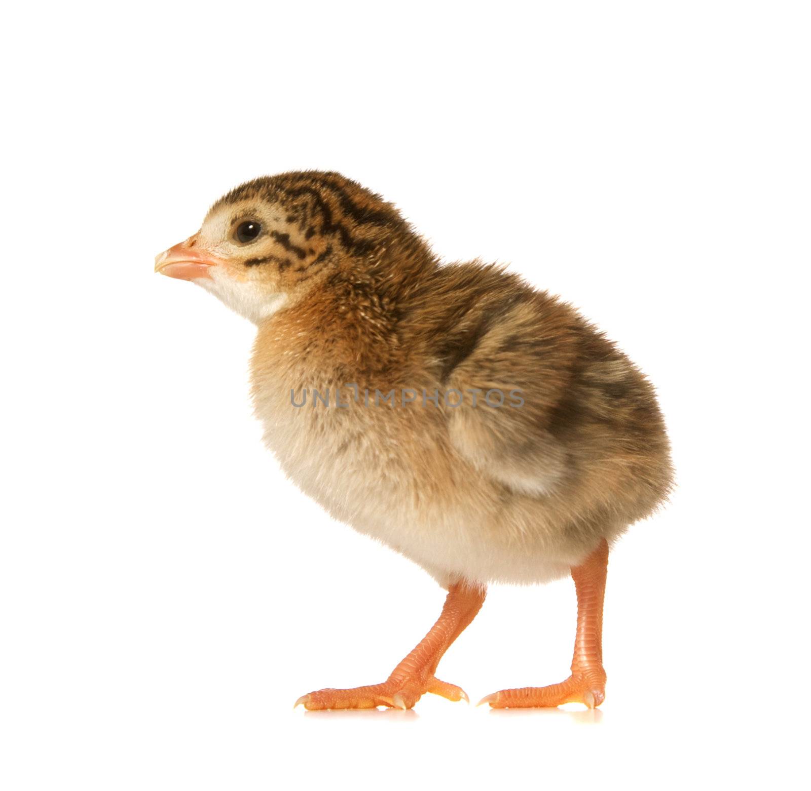 One Day Old Guinea Fowl Keet