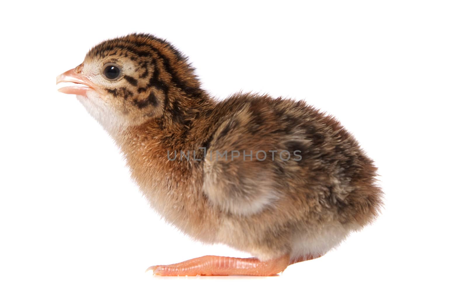 One Day Old Guinea Fowl Keet Squatting