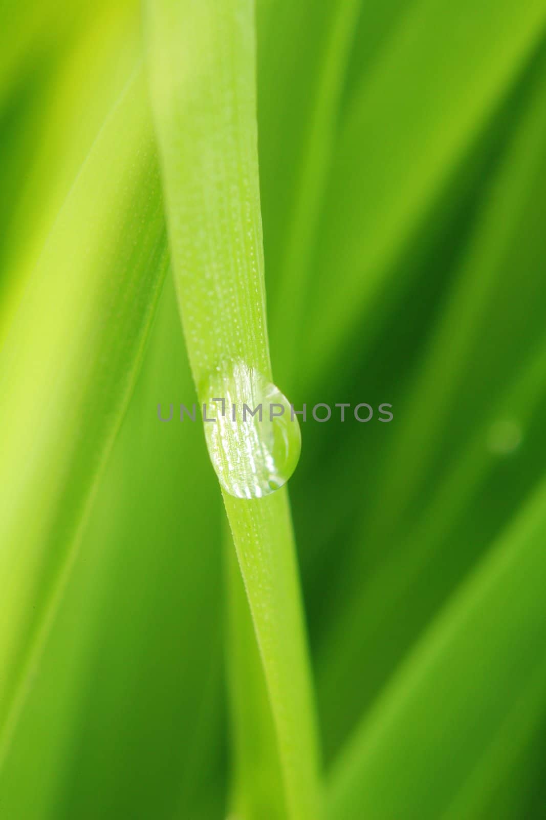 close-up of green grass, extreme shallow focus!...........