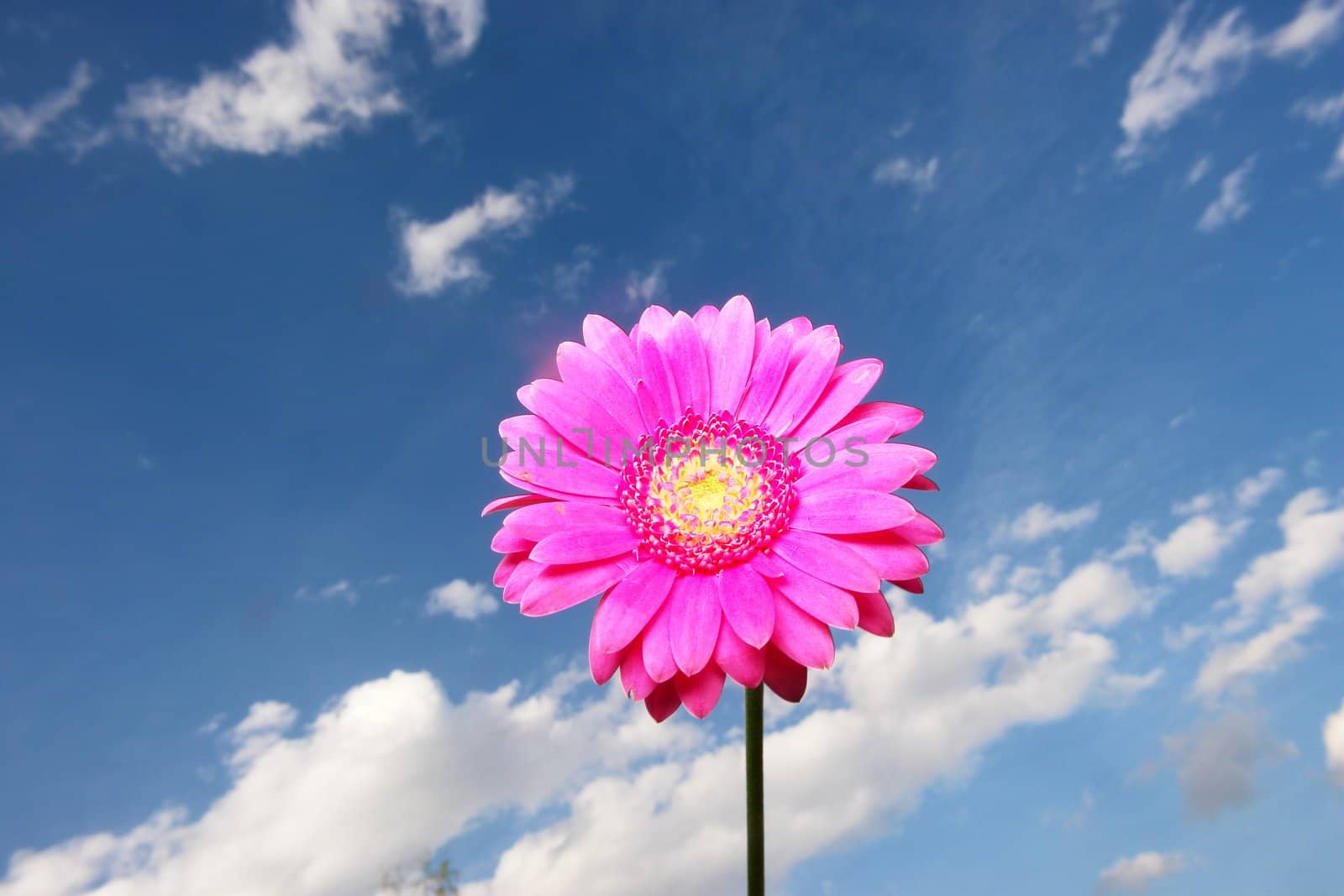 Gerbera against the sky on a sunny day