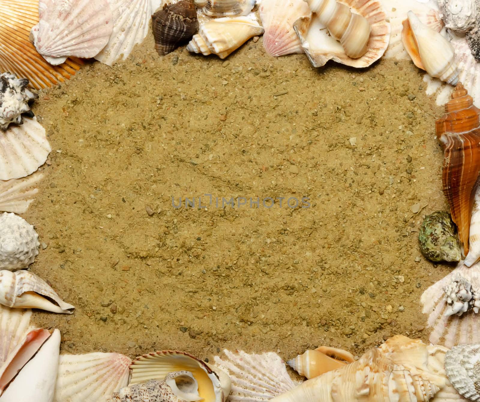 frame made of shells, place for text