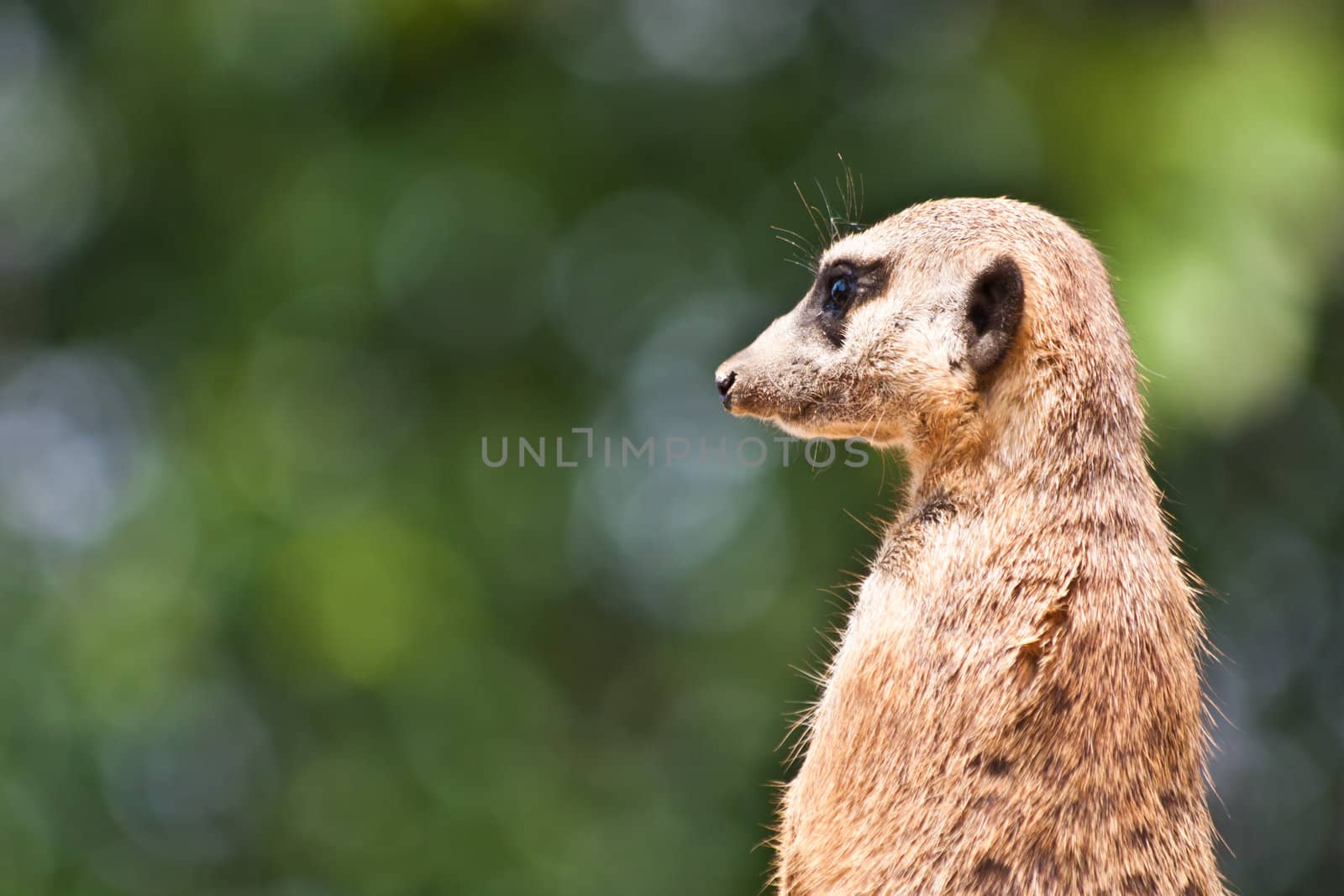 The meerkat or suricate, Suricata suricatta, is a small mammal belonging to the mongoose family.