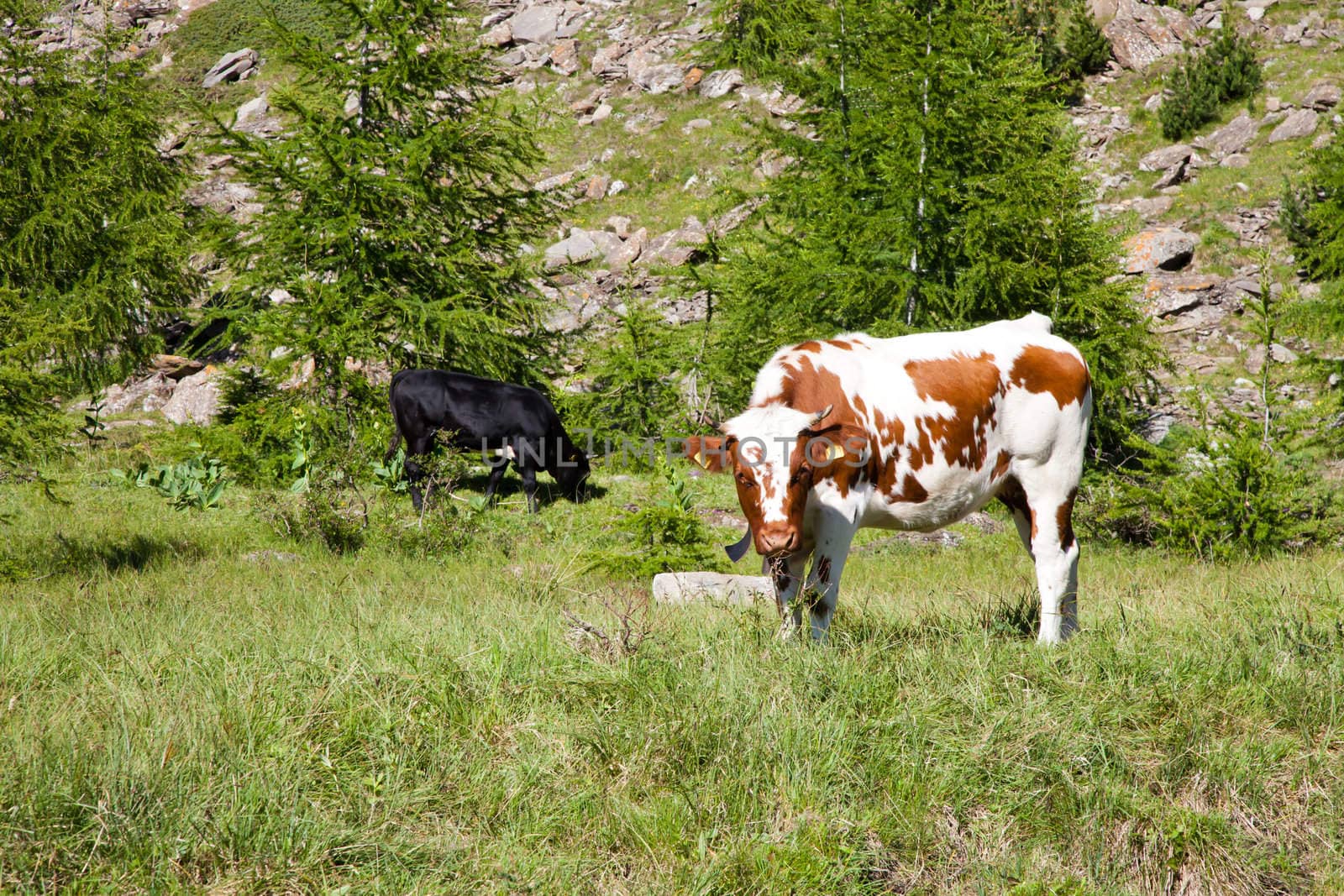 Italian cows during a sunny day close to Susa, Piedmont, Italian Alps