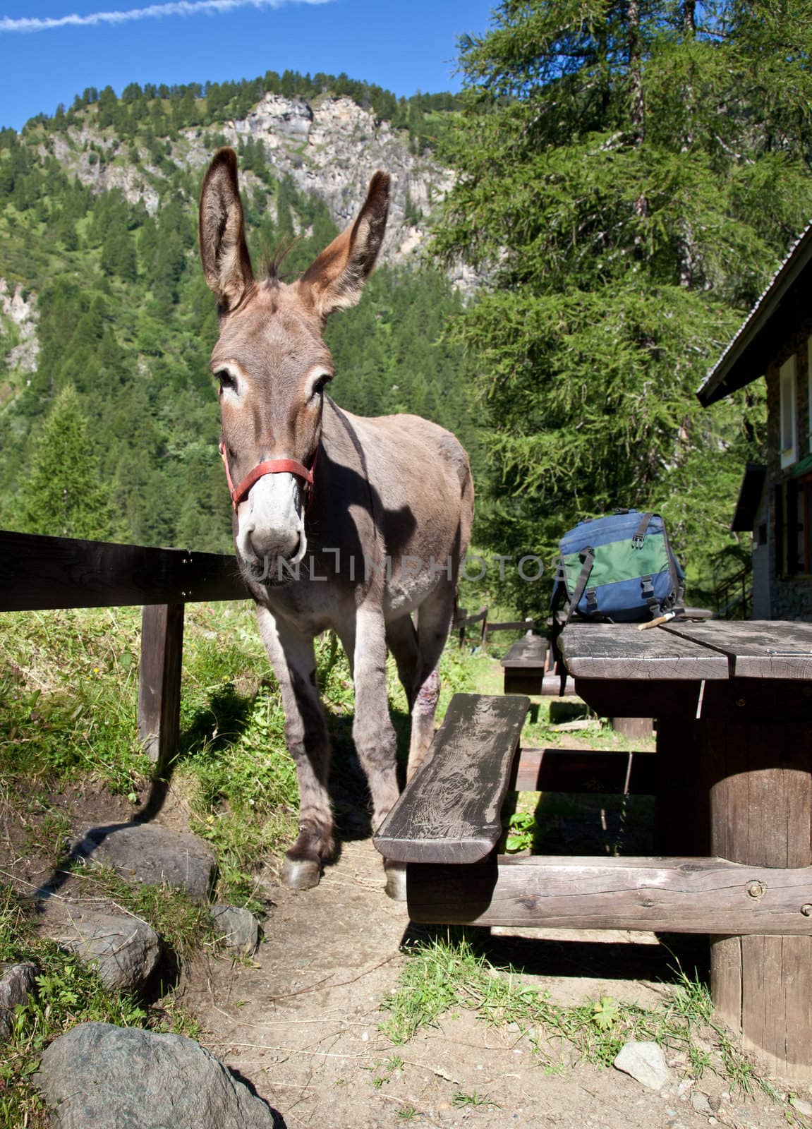Free donkey on Italian Alps, looking to the camera