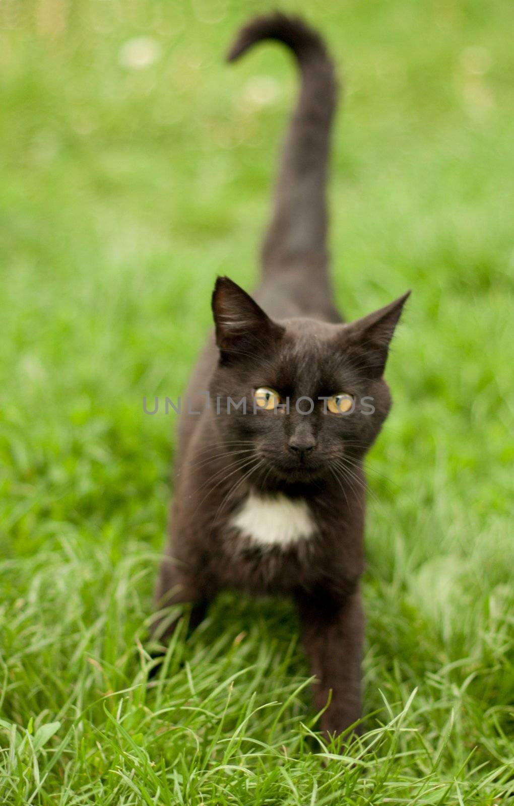 black cat against a background of green grass