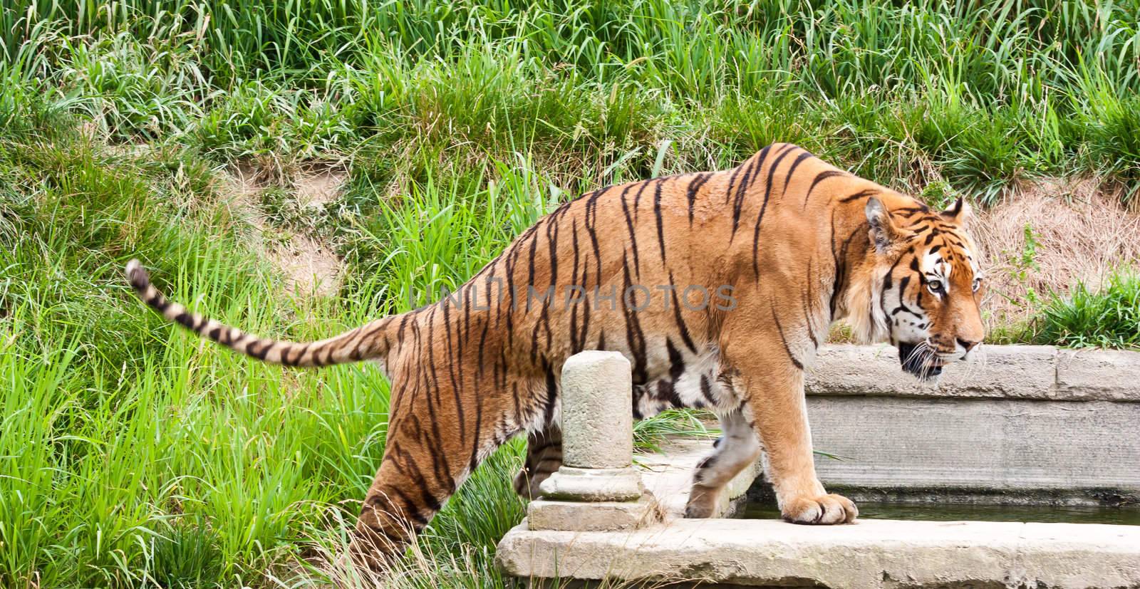 A hungry tiger looking for food in a private zoo, Italy