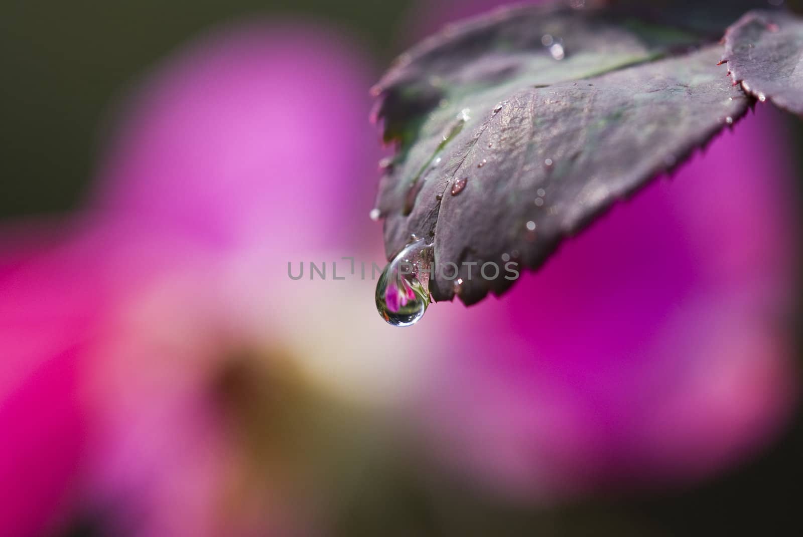 Leaf with water drop on it. On water drop is reflection of beautiful purple flower.