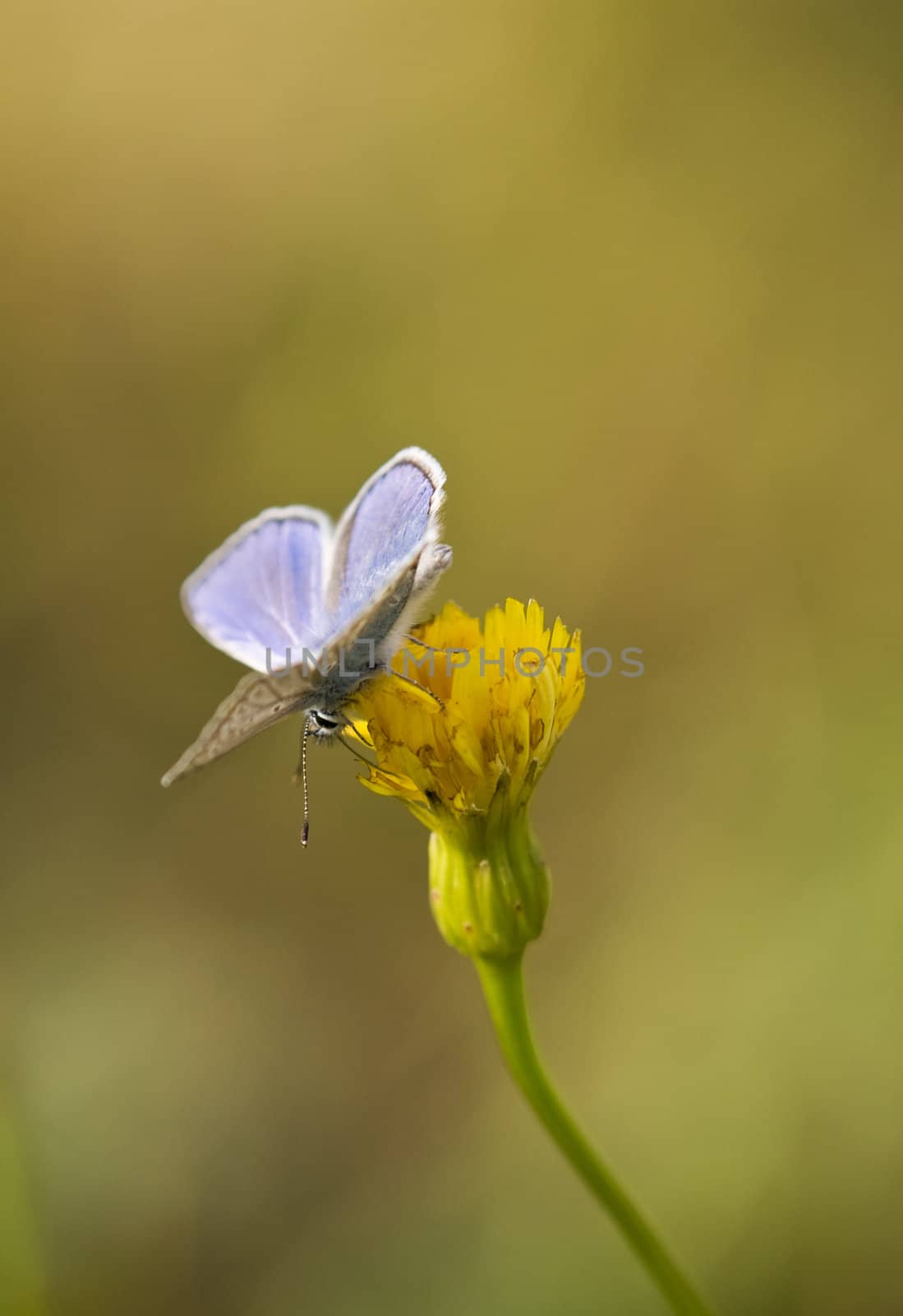 Slight blue butterfly is sitting on yellow flower.