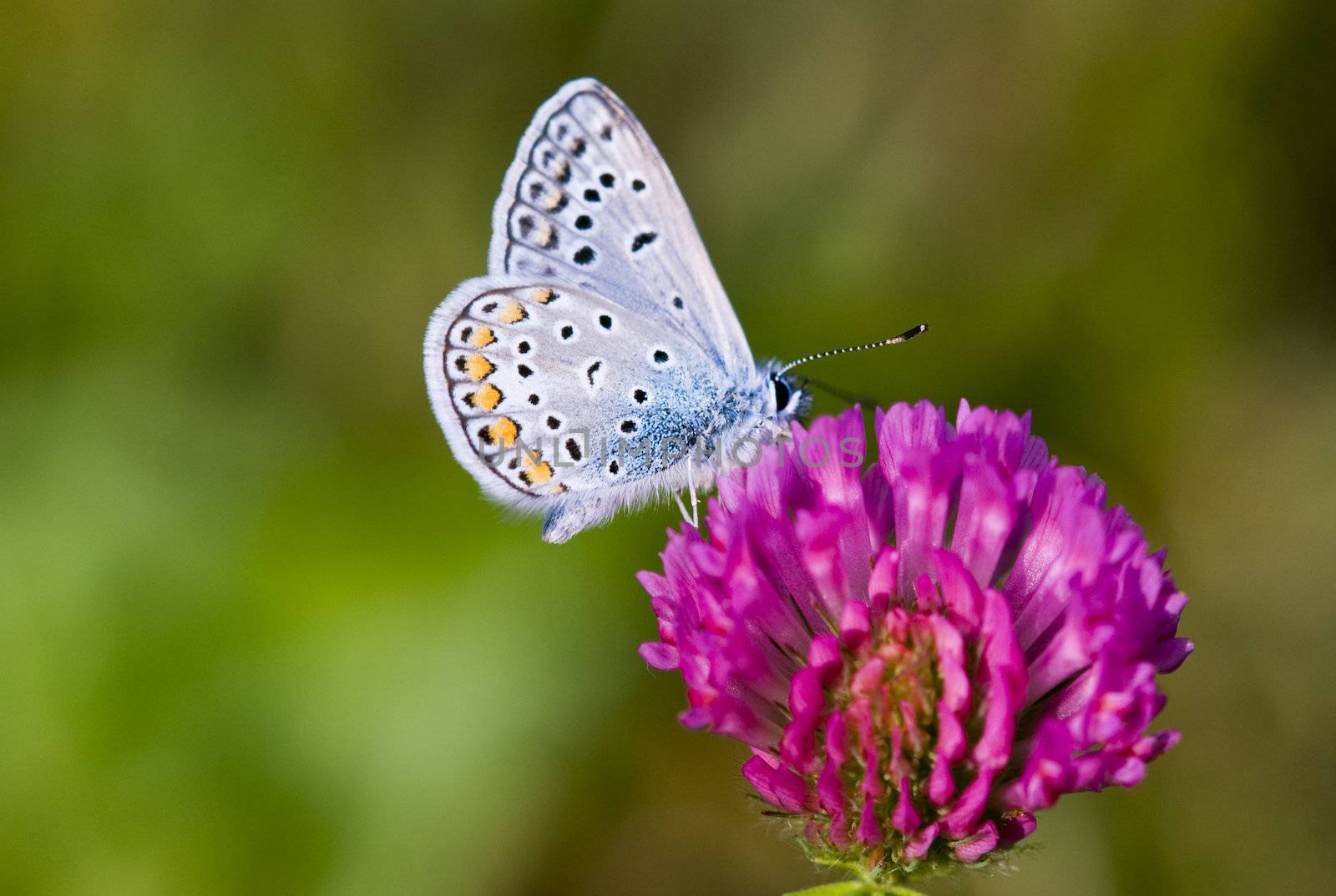 Colorful butterfly is sitting on purple flower. Photographed up close. Macro.