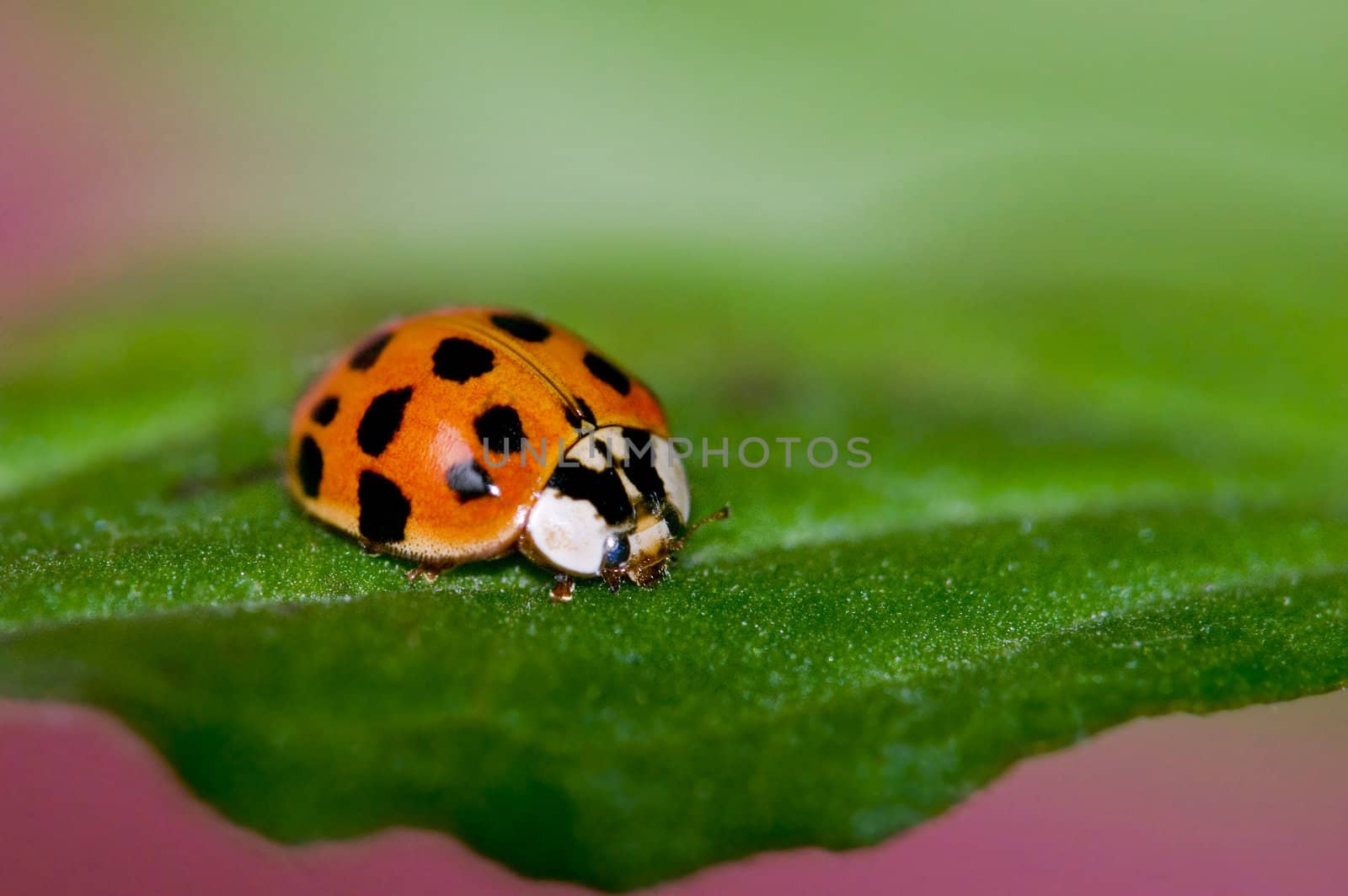 Small ladybug is relaxing on flower's leaf.