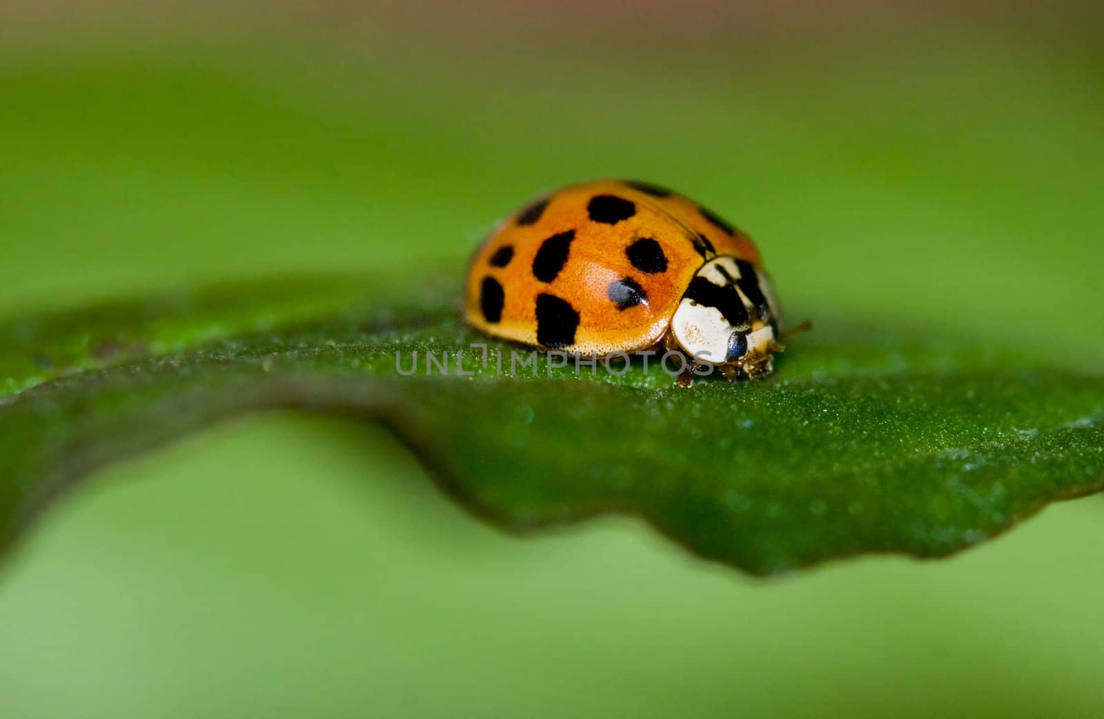 Ladybug by Dona203