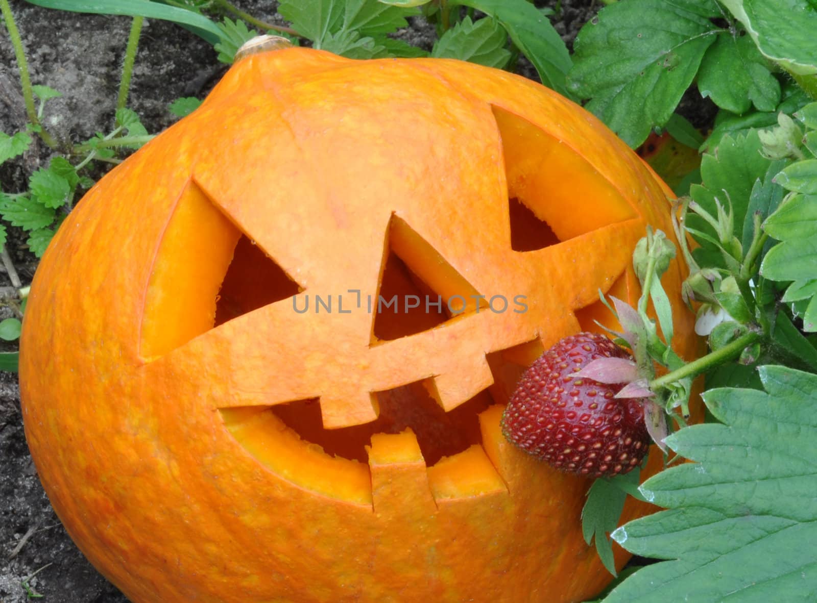 Symbol Halloween - a pumpkin О Lantern in wild strawberry thickets