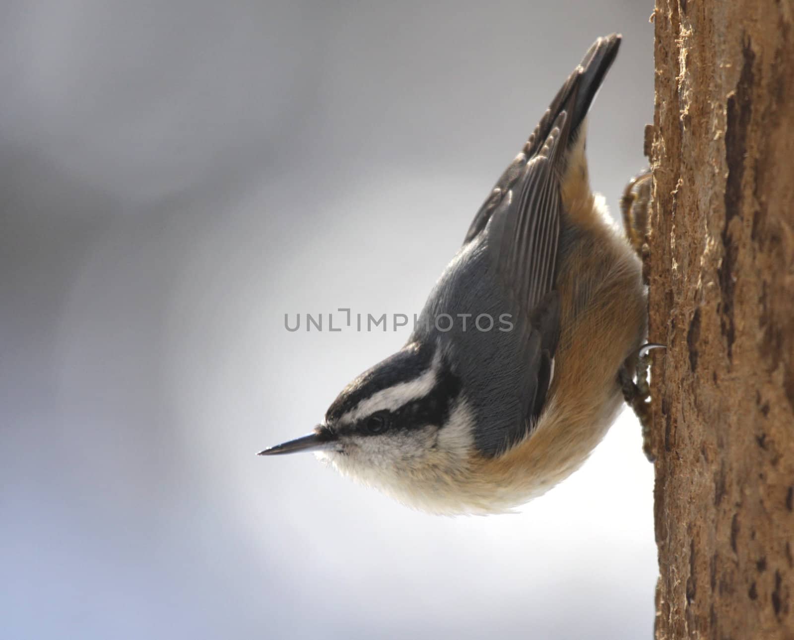 A red-breasted nuthatch (Sitta canadensis) sitting on a tree.