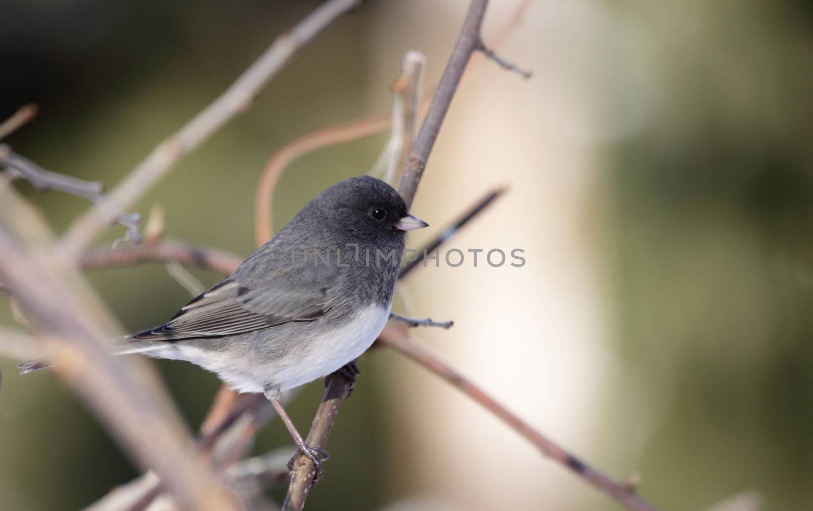 A junco (Junco hyemalis) sitting on a perch.
