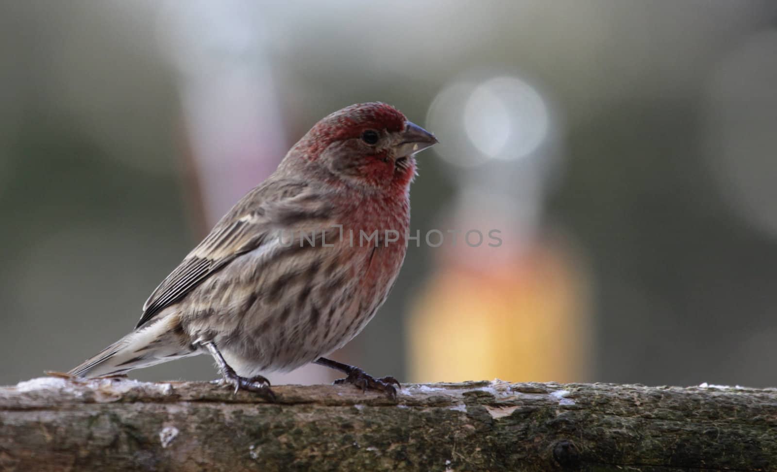 A house finch (Carpodacus mexicanus) sitting patiently.